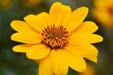 Valokuva keltaisesta kukasta.